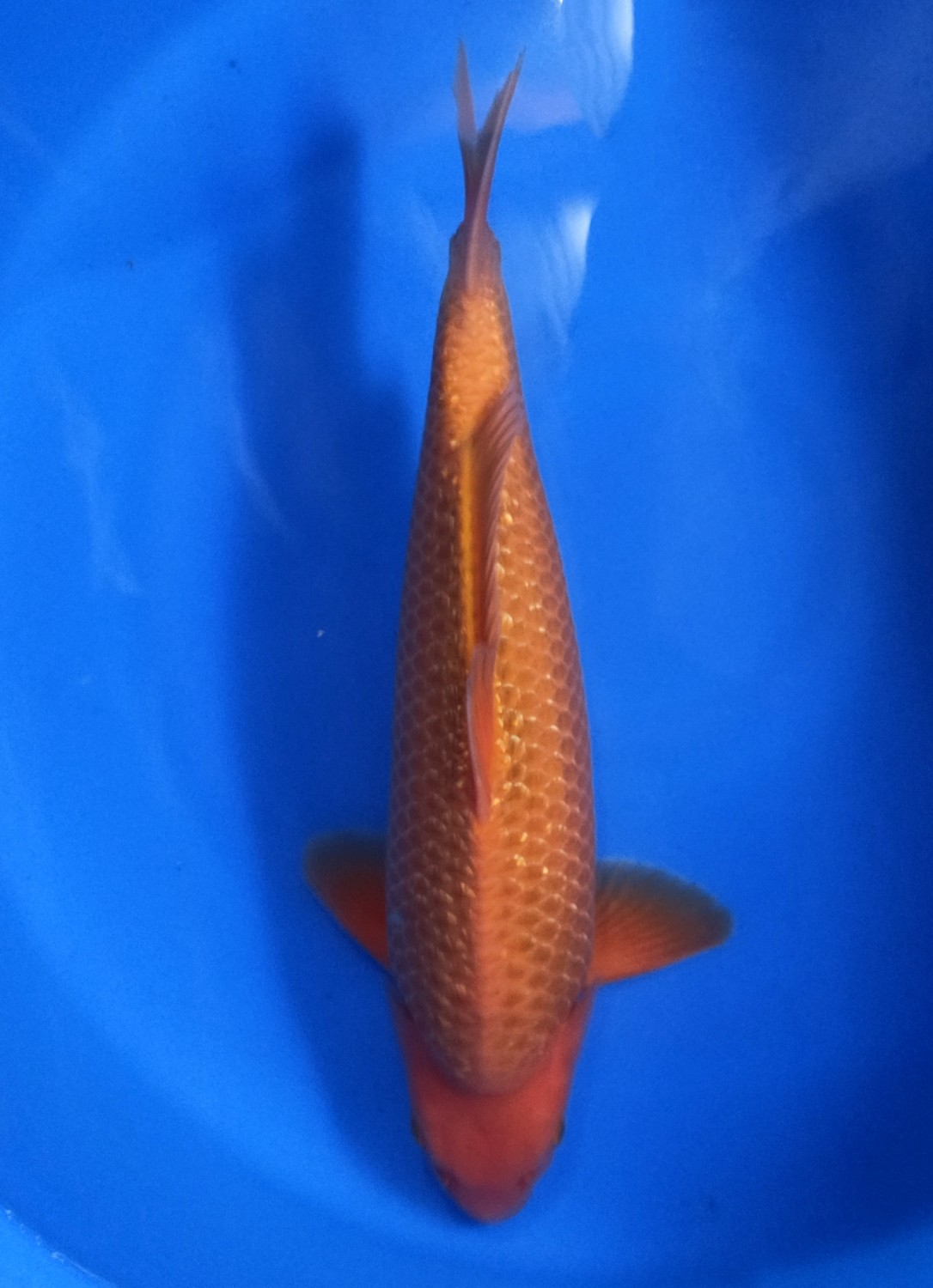 Juara 3