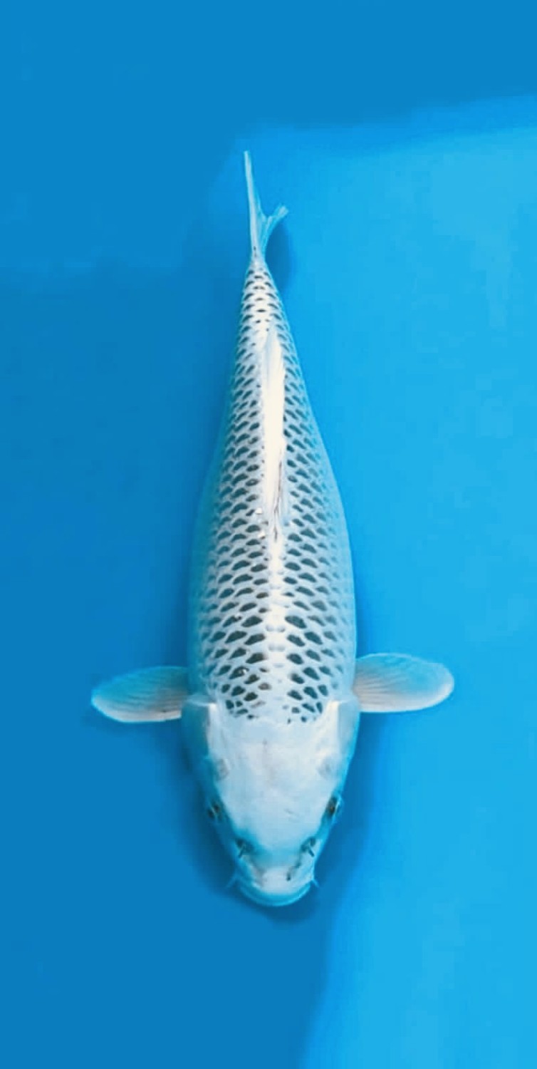 Juara 4