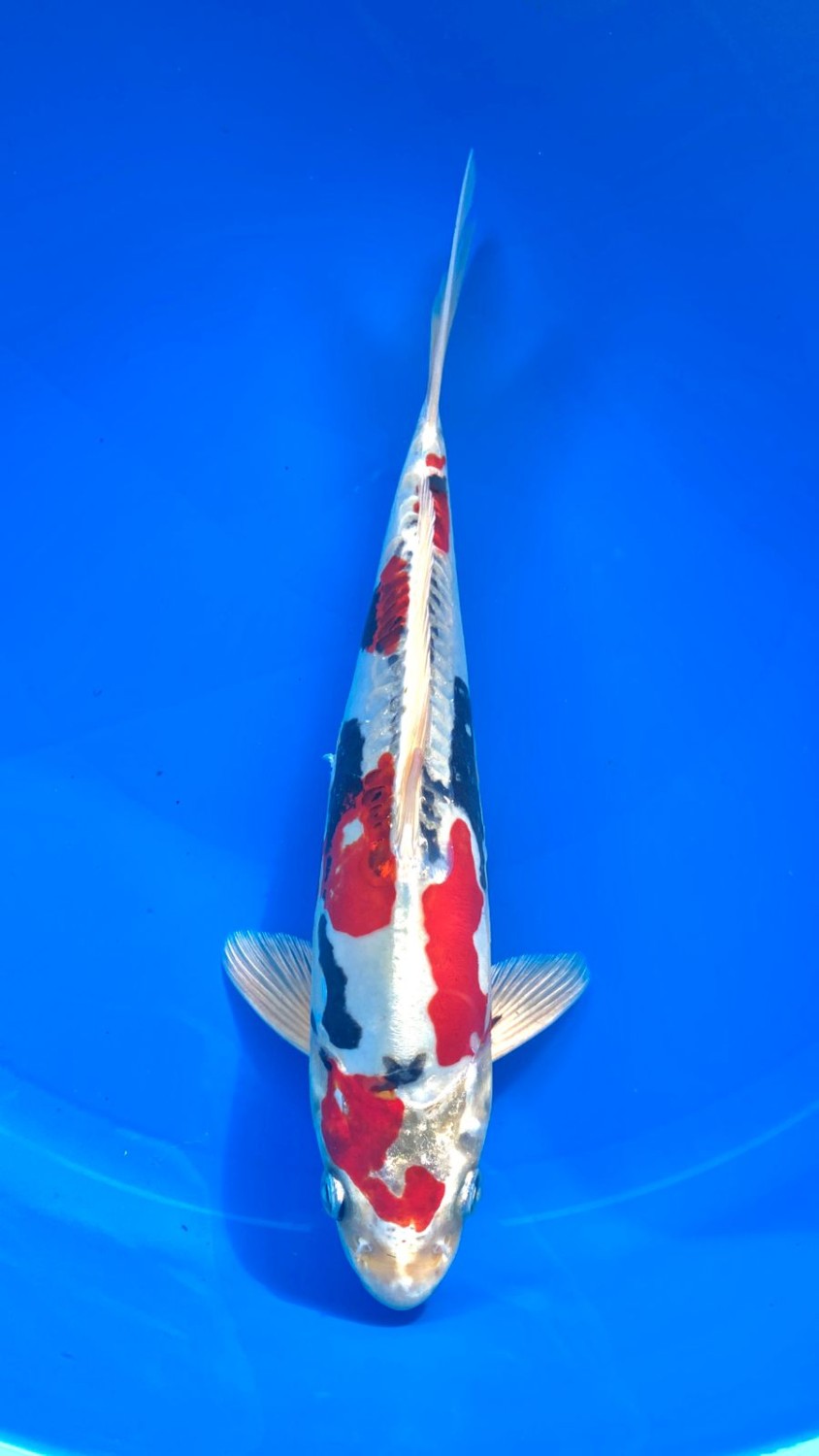 Juara 2