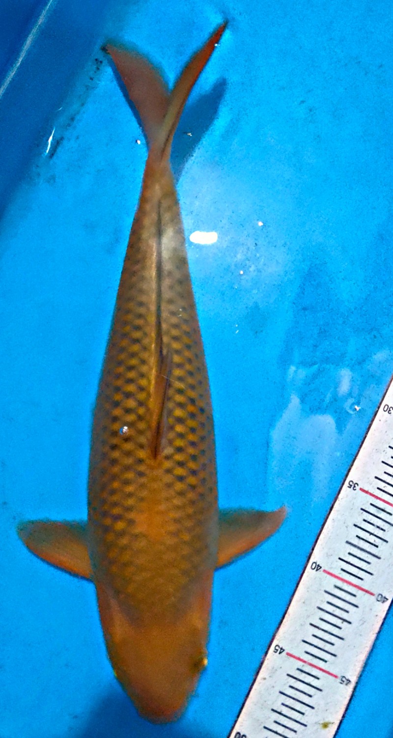 Juara 2