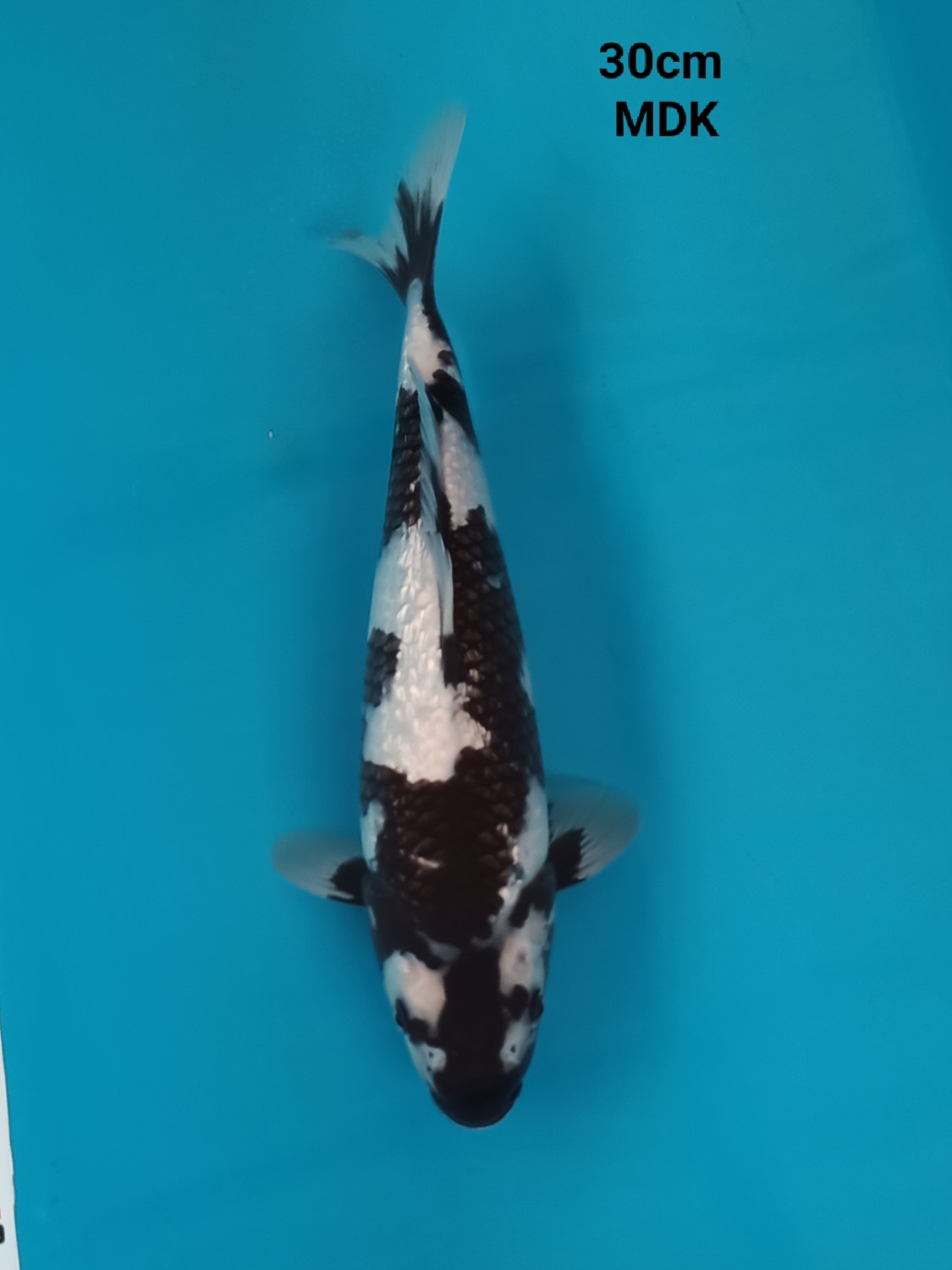 Best In Size C 26-30 cm
