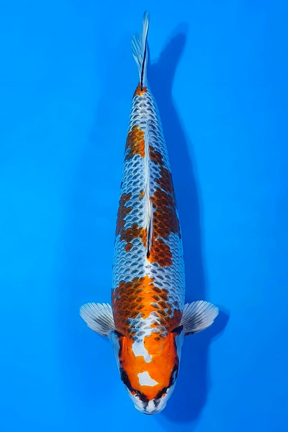 Juara 1