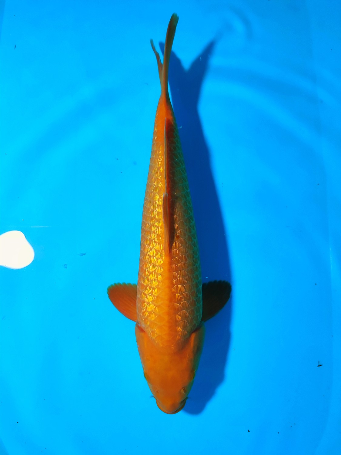 Juara 3