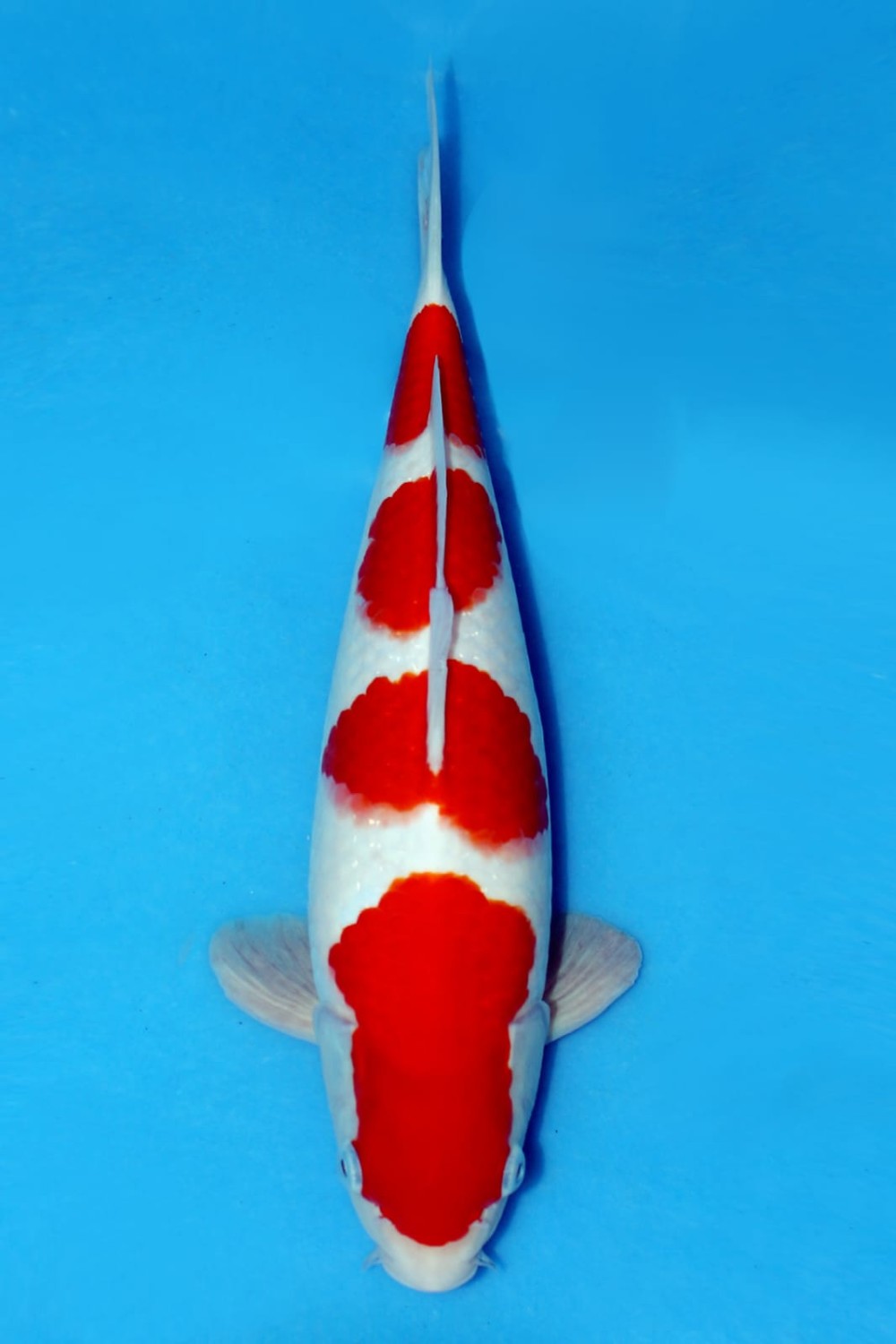 Juara 1