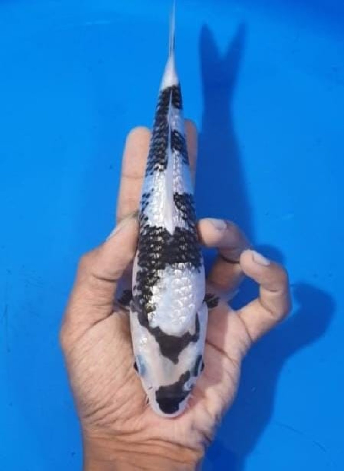 Juara 2