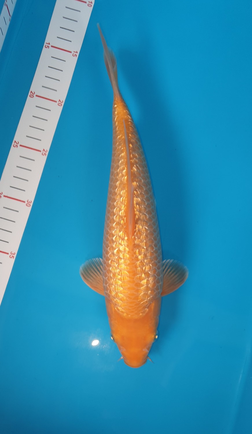 Juara 1