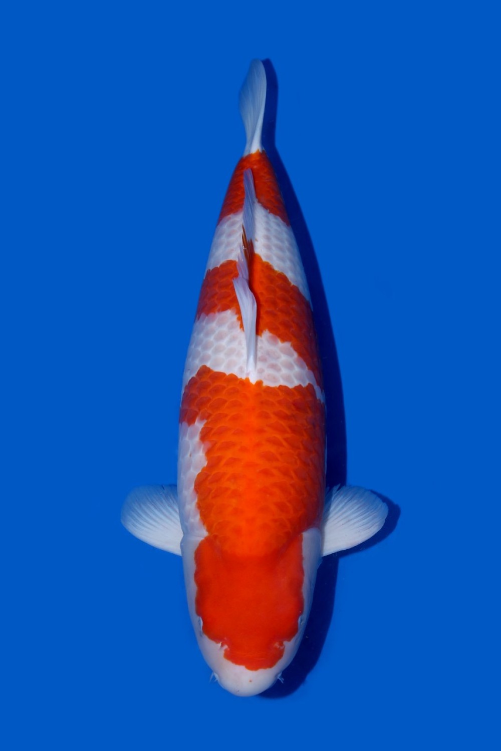 Juara 3