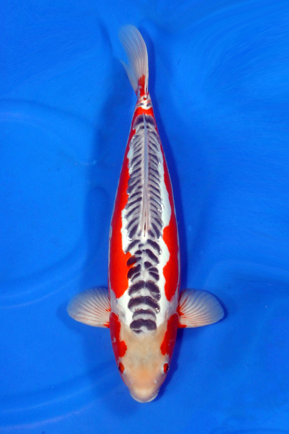 Juara 1