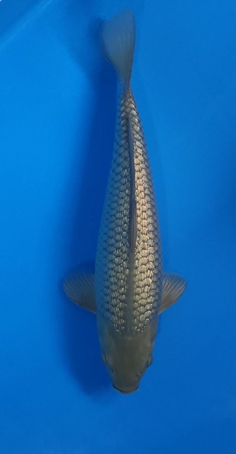 Juara 1