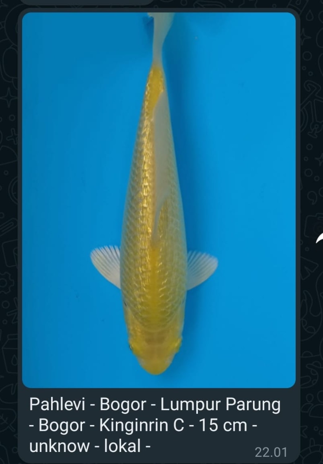 Best In Size E 13 - 15 cm