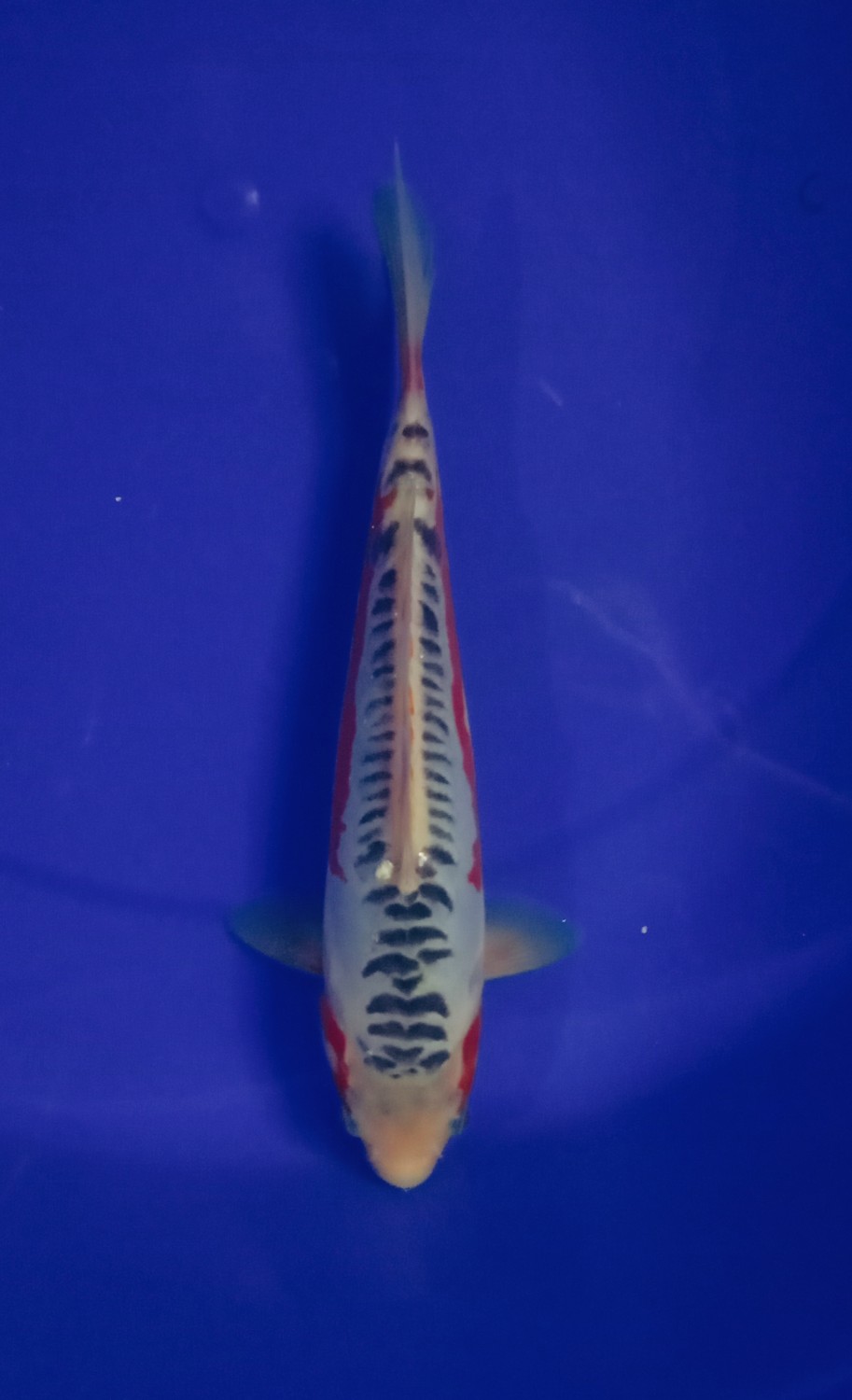 Juara 3