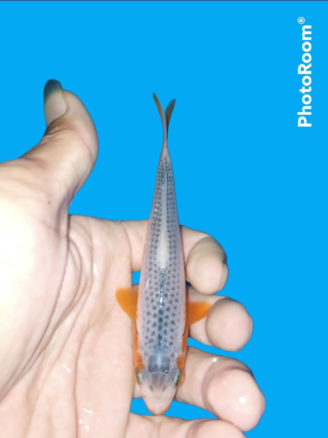 Juara 5