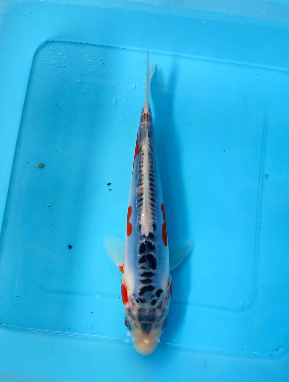 Juara 5