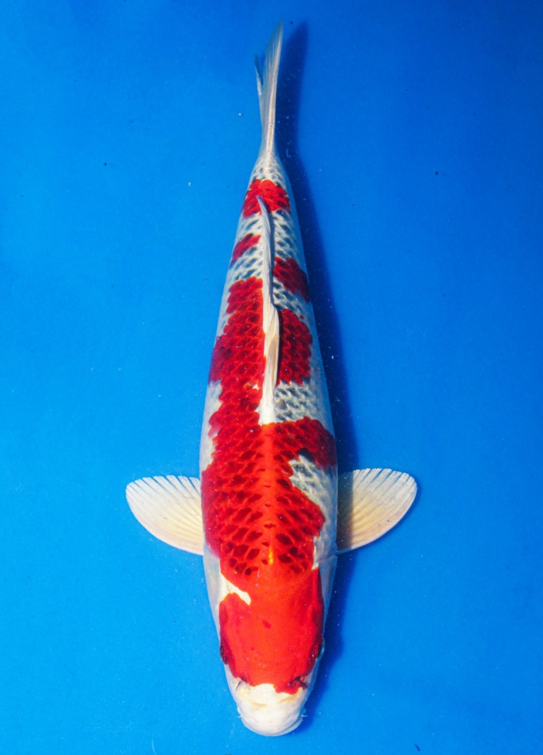 Juara 4