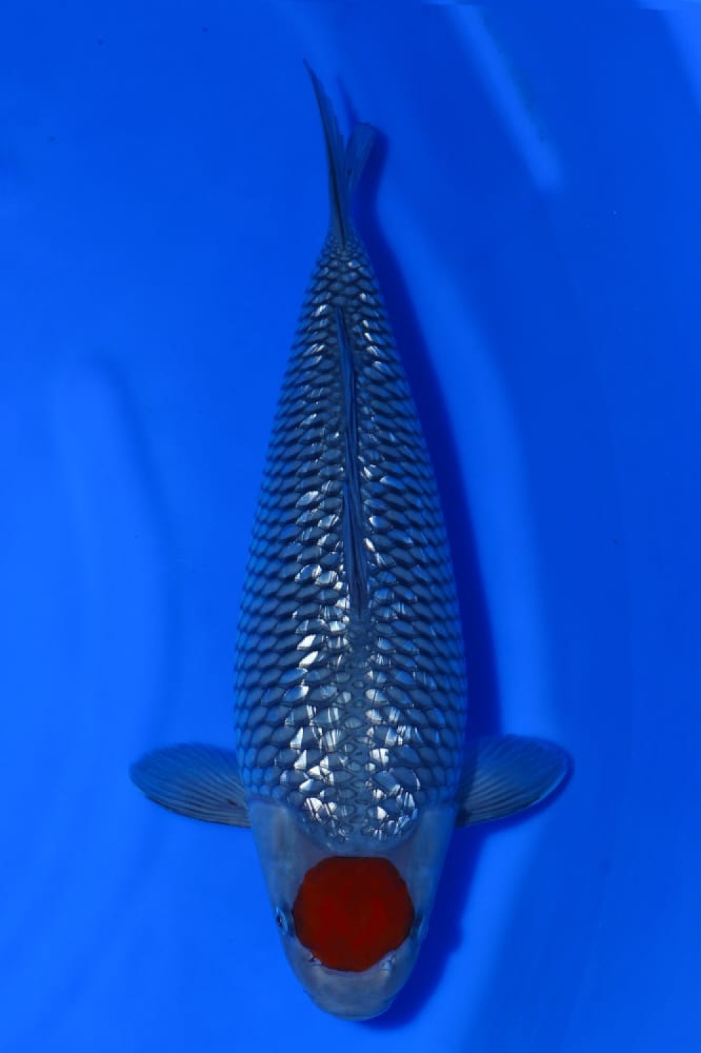 Juara 1