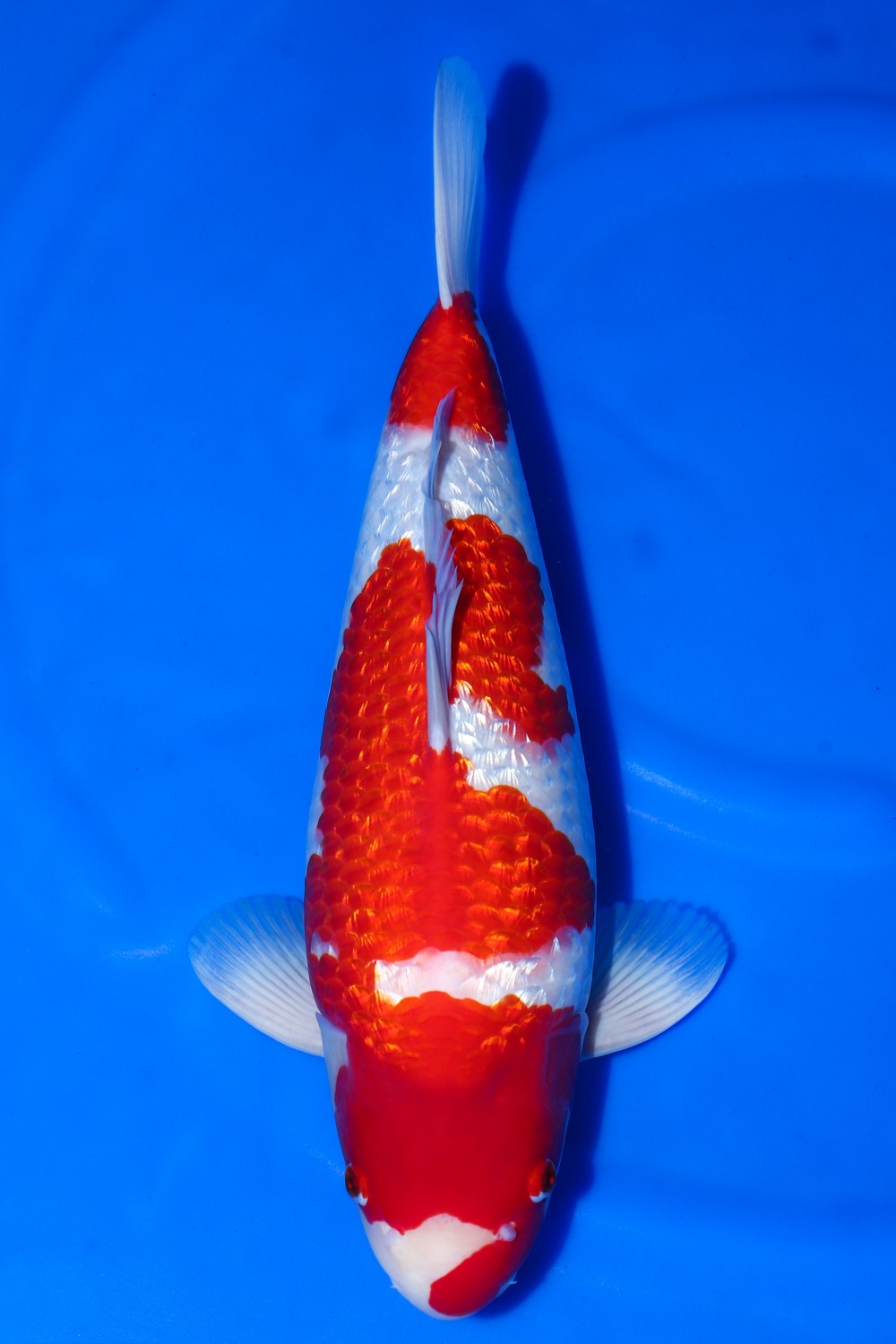 Juara 2