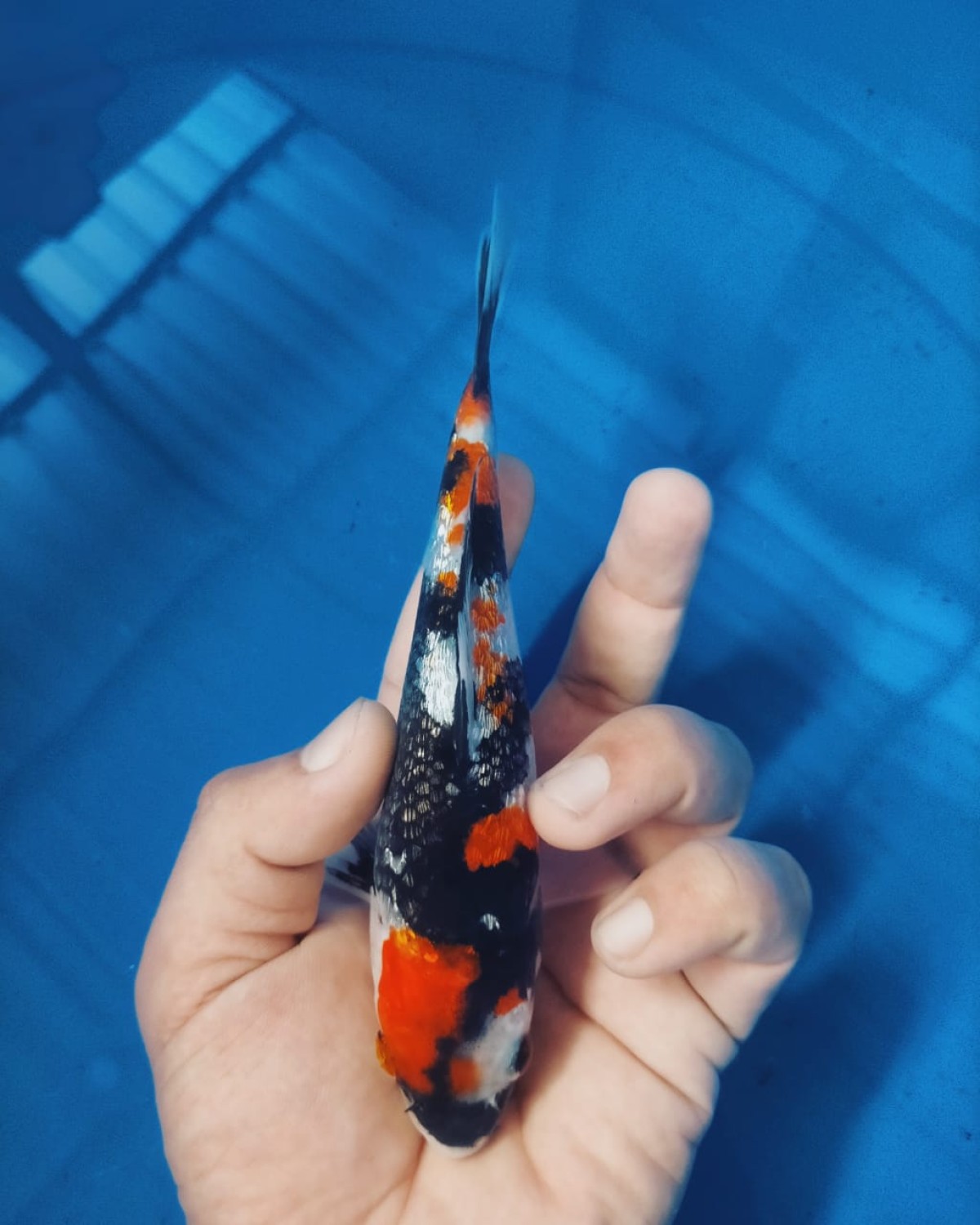 Juara 5