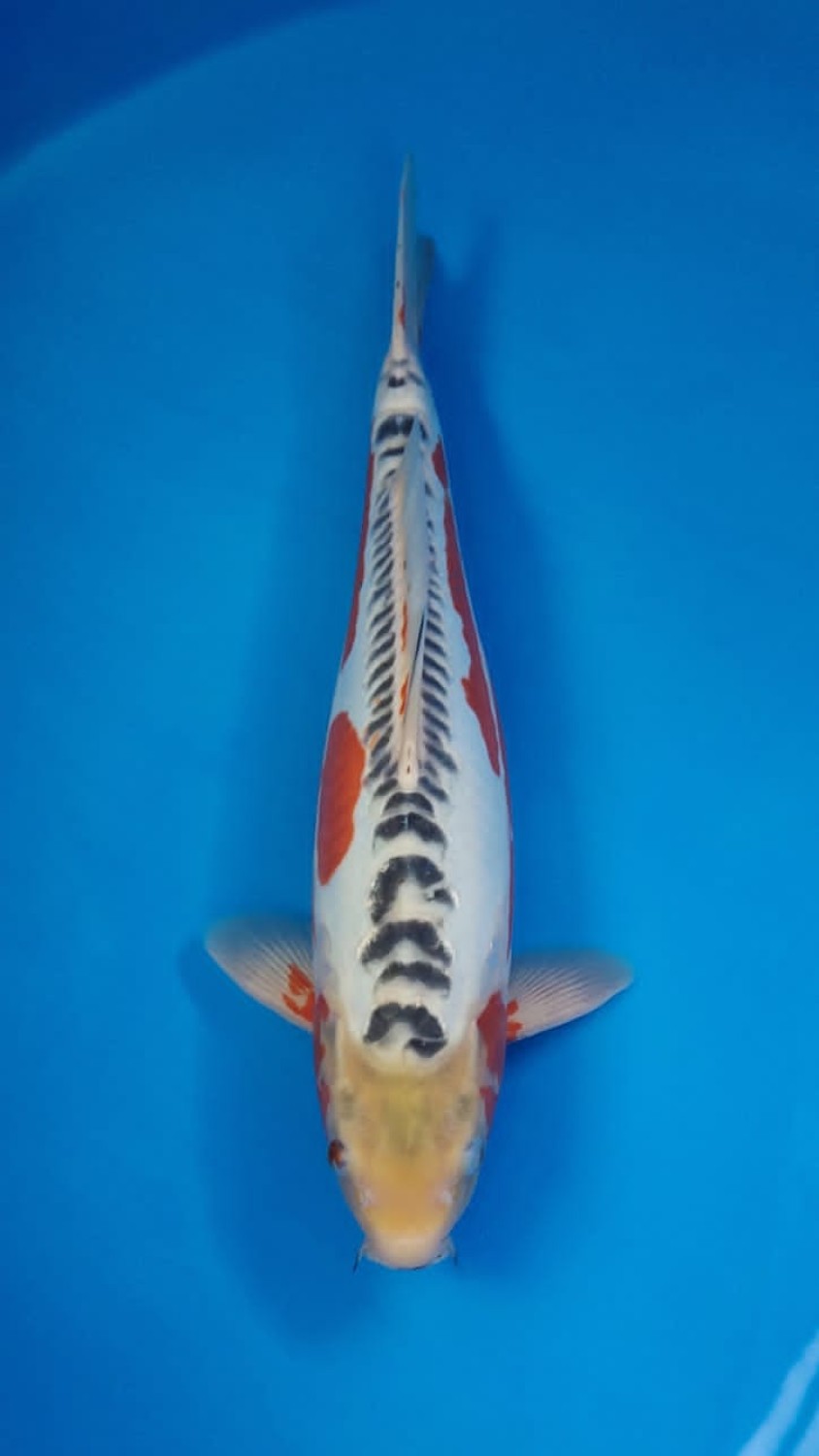 Juara 4
