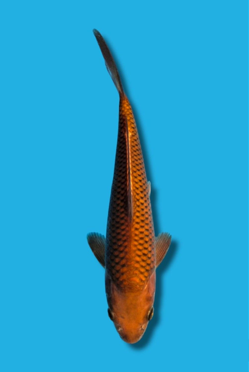Juara 4