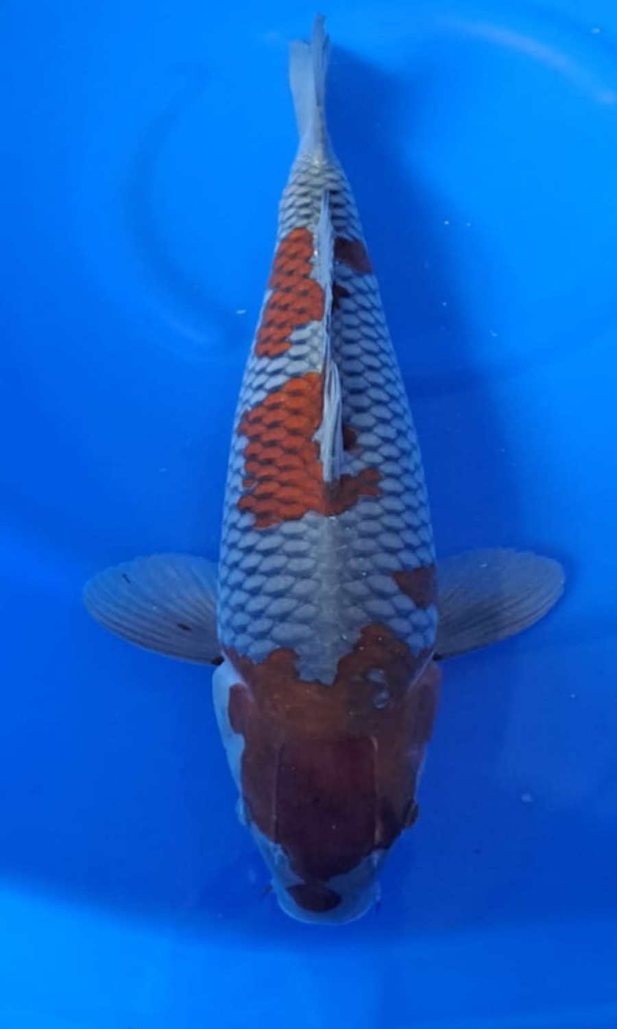 Juara 1