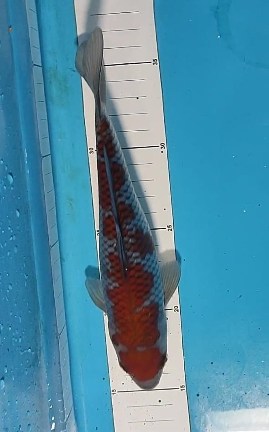 Juara 2