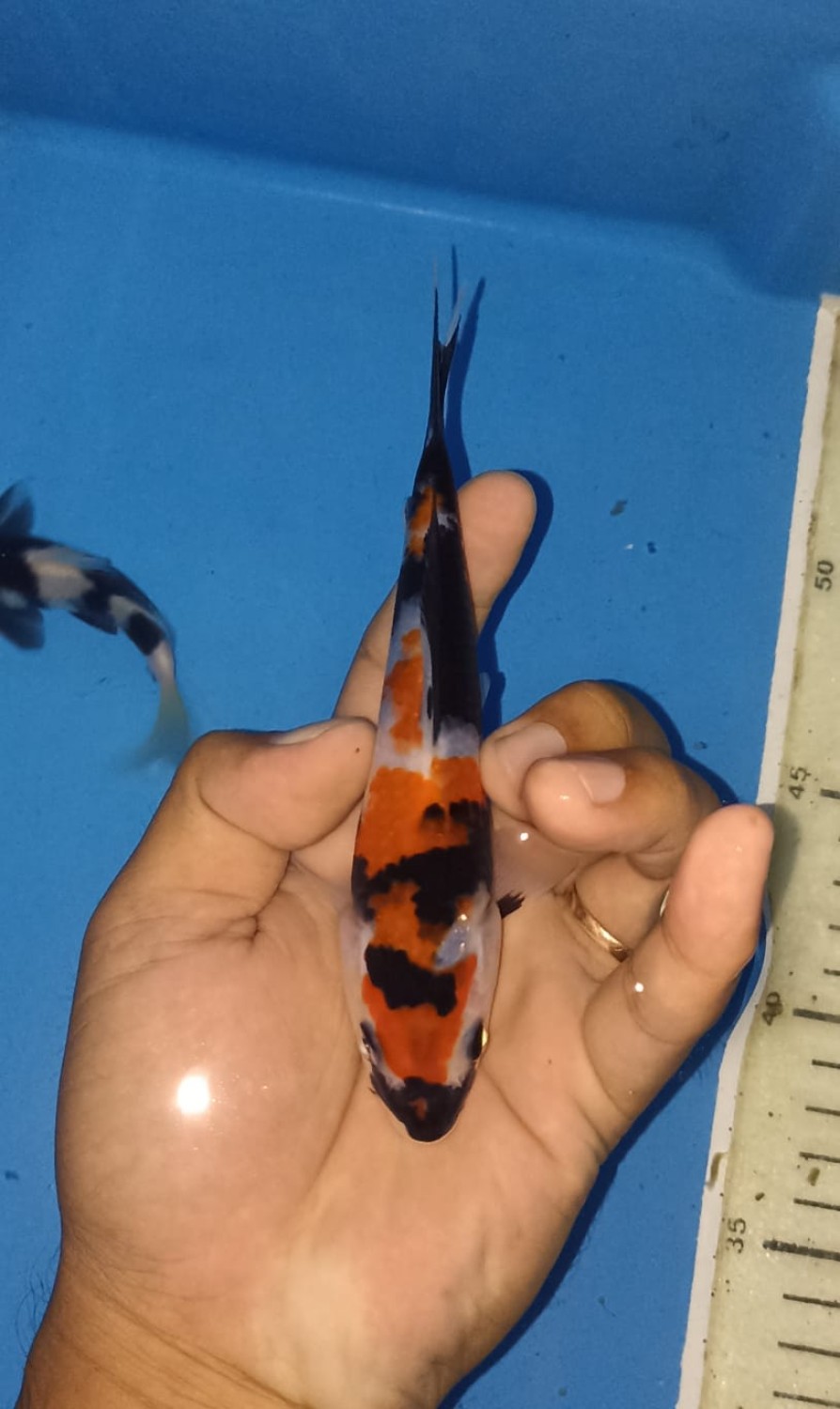 Juara 5
