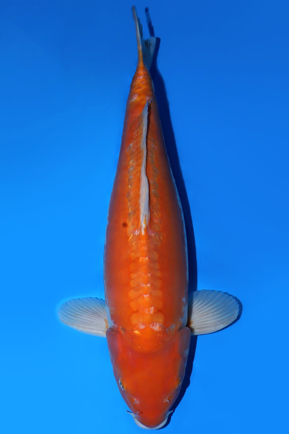 Juara 2