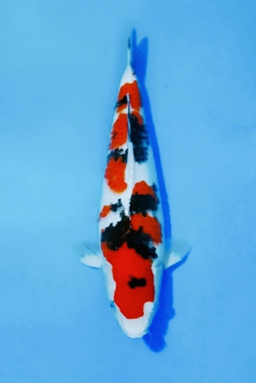 Juara 3