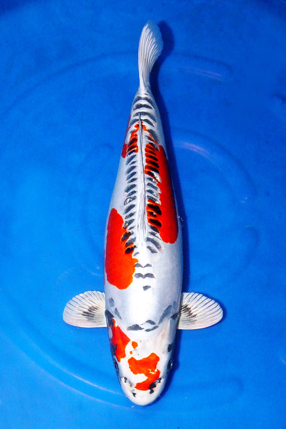 Best In Size C 66-70 cm