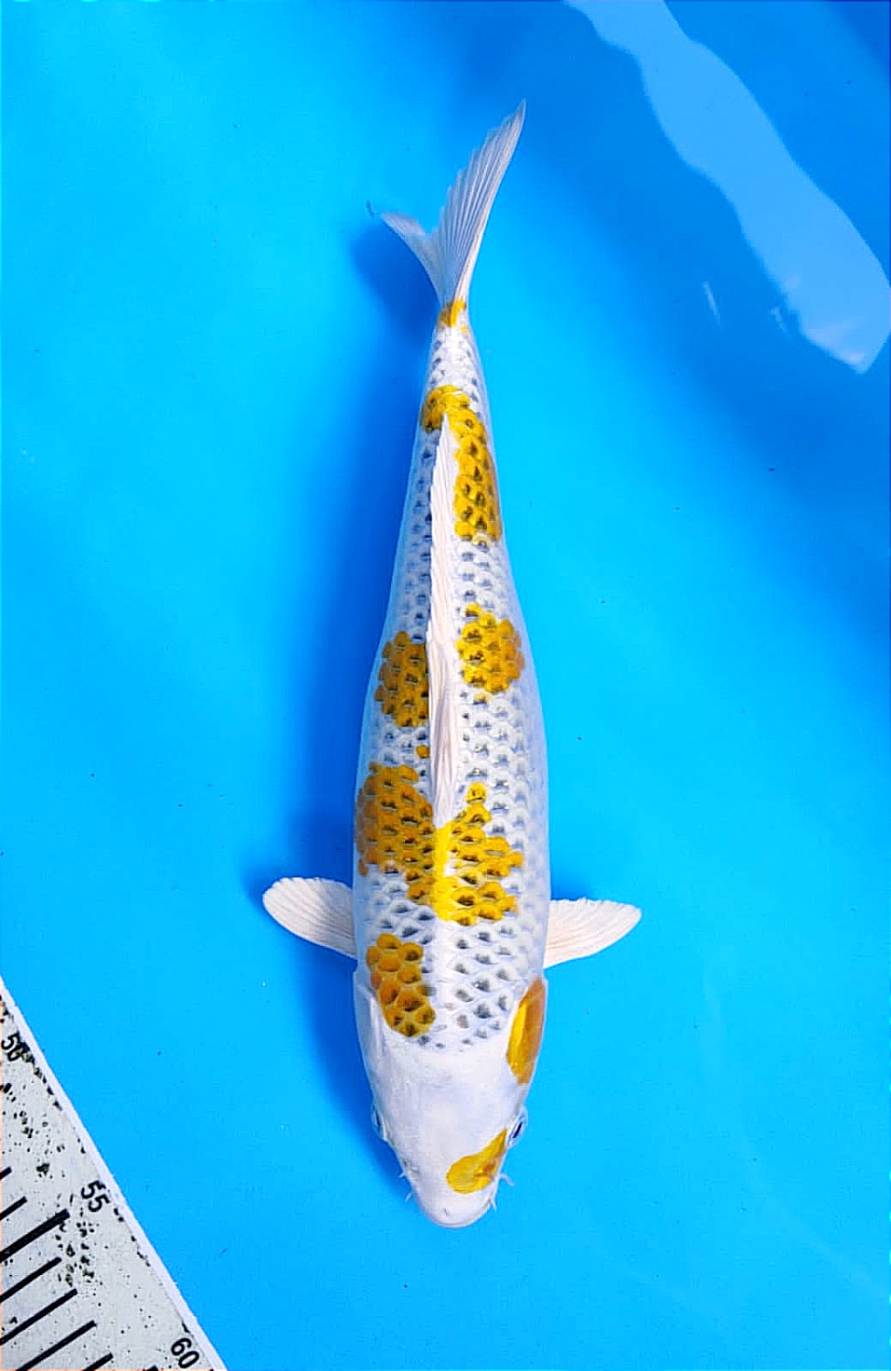 Juara 1