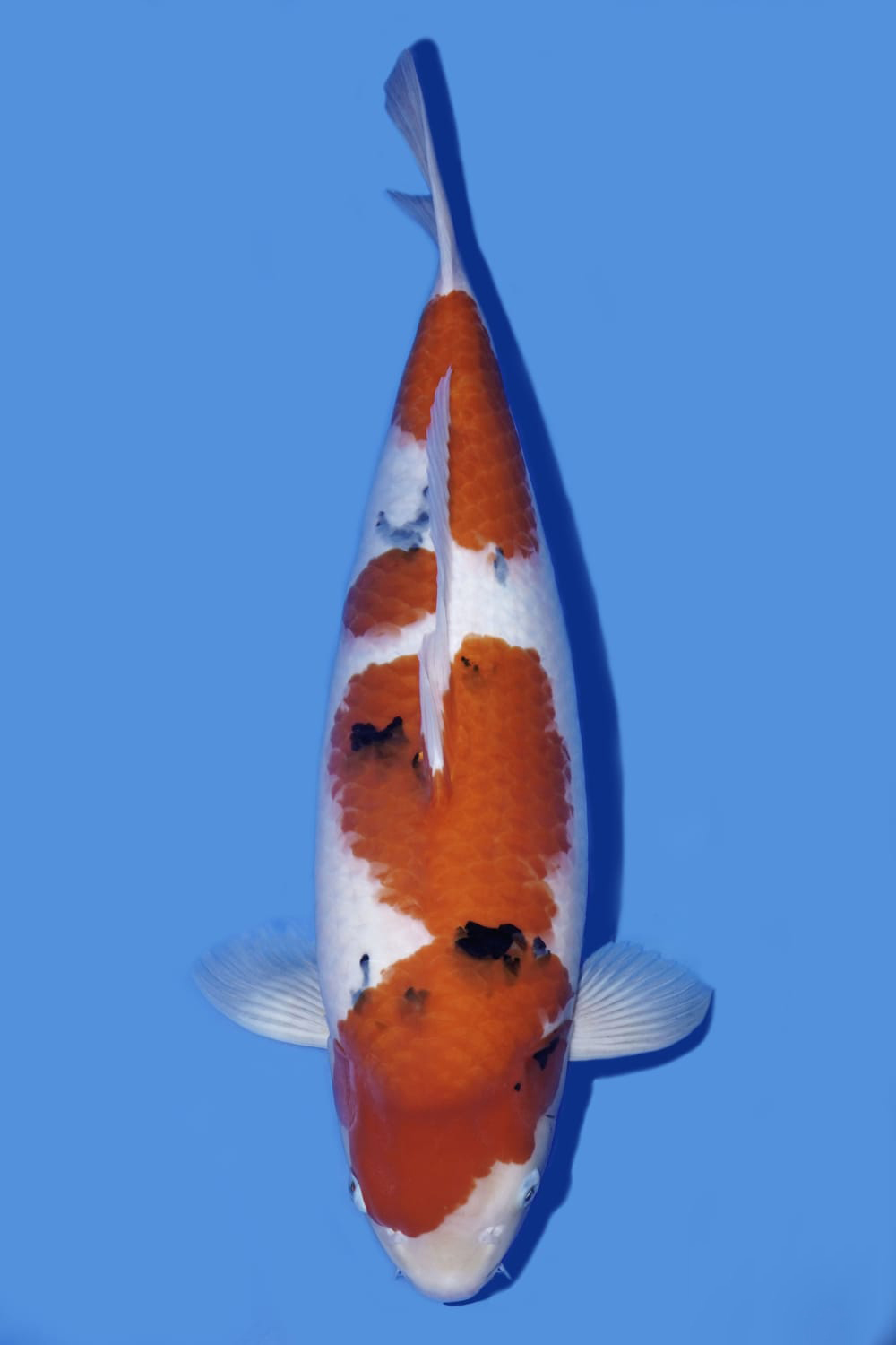 Juara 1