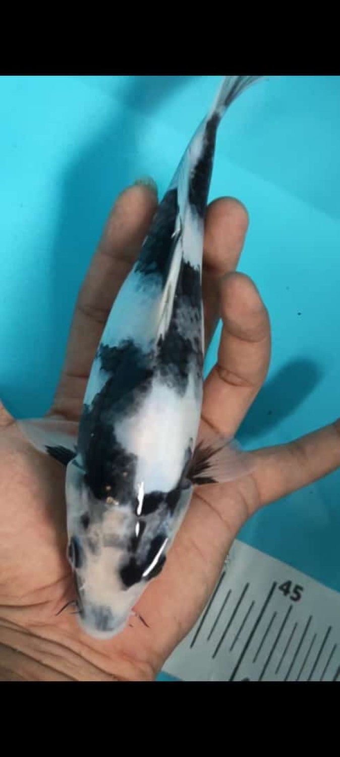 Juara 2