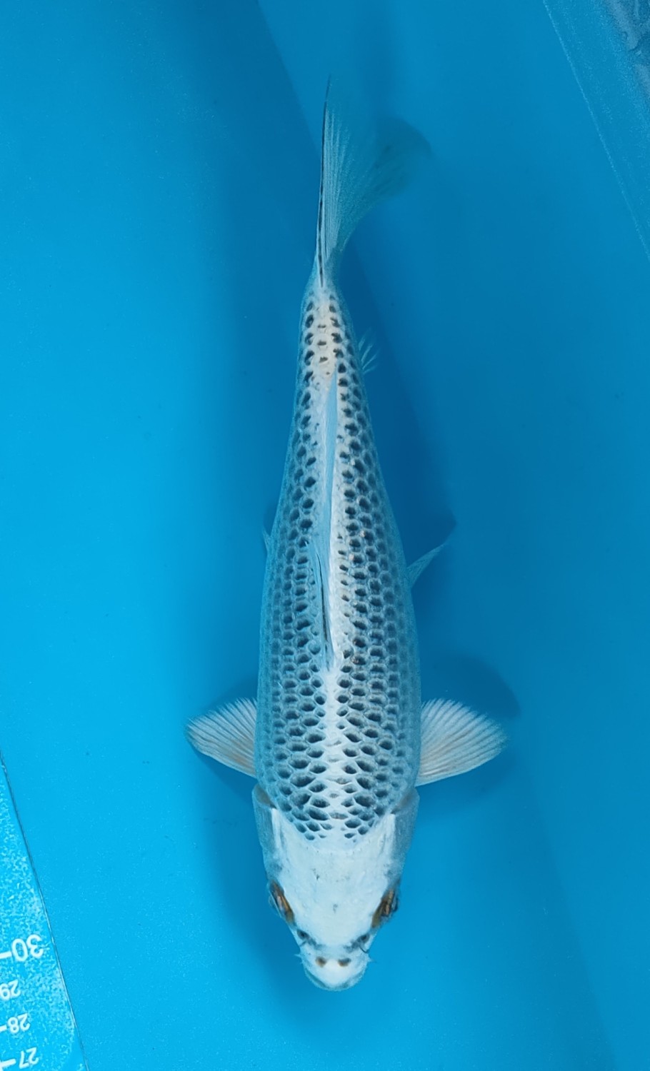 Juara 4