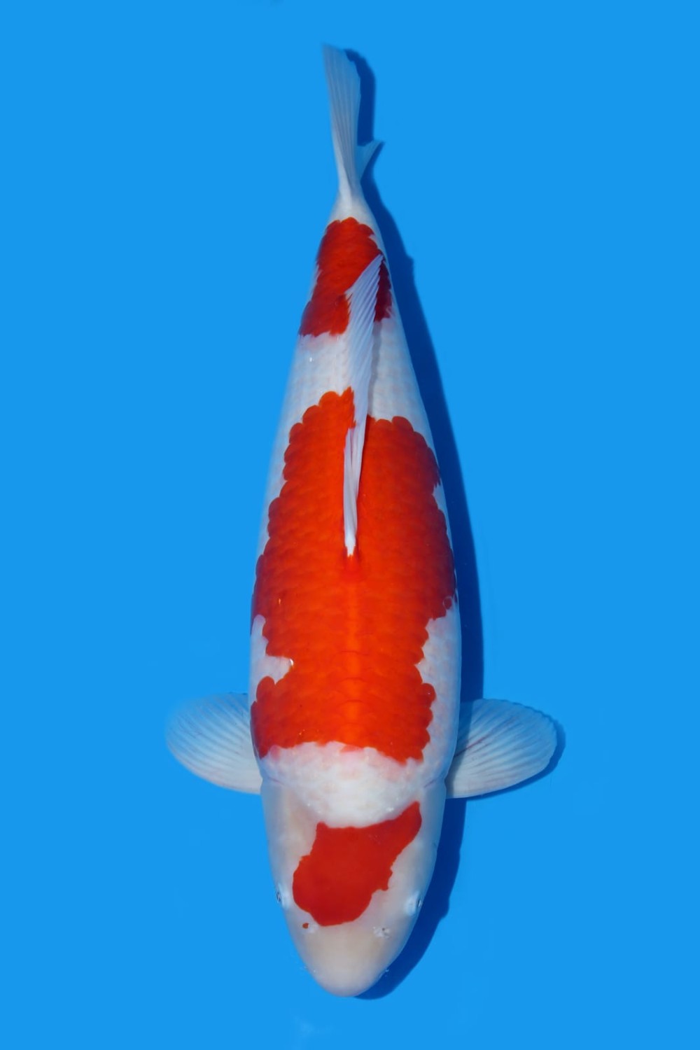 Best In Size A 71 - 75 cm