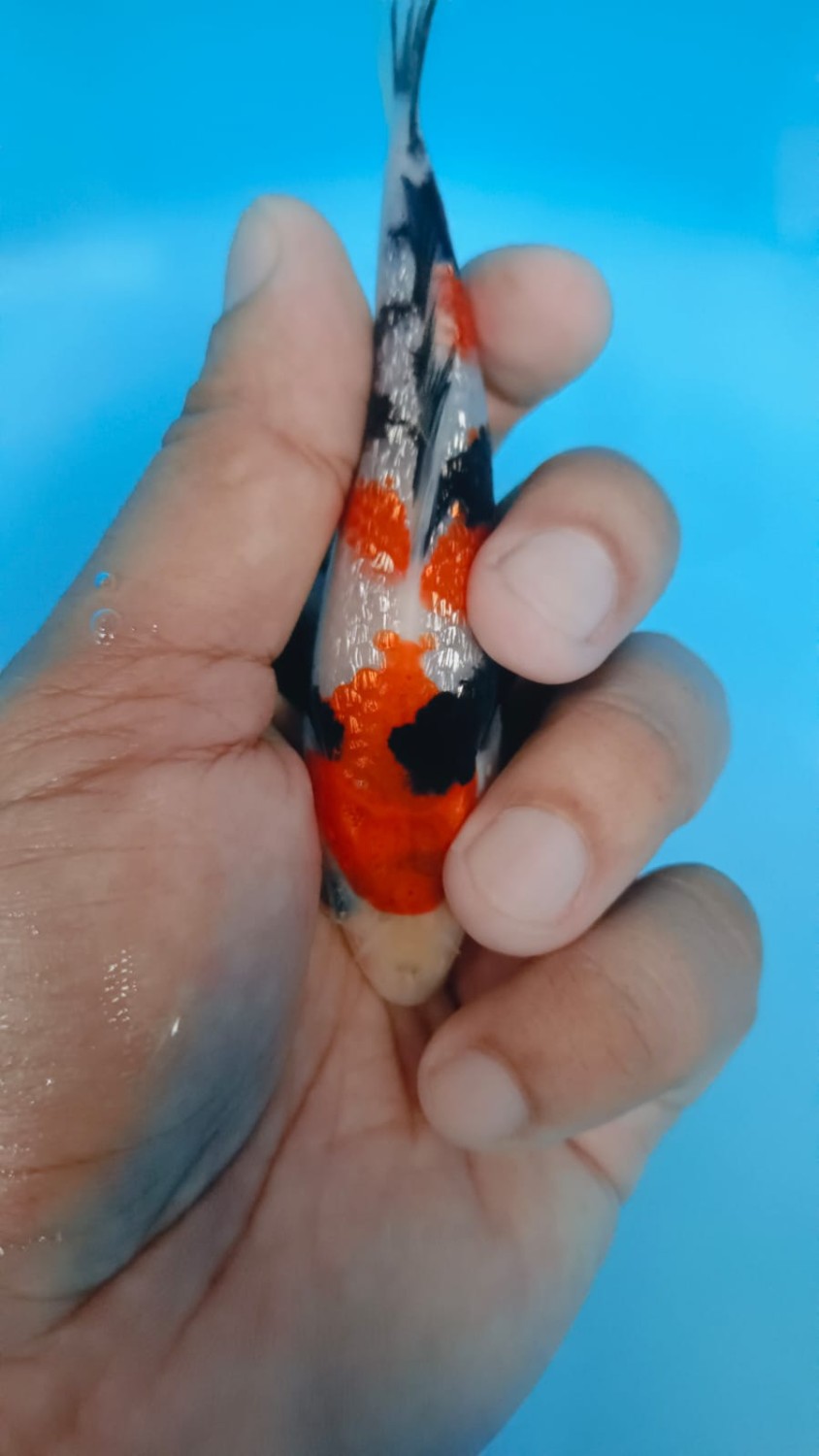 Juara 5