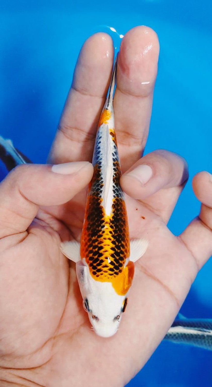 Juara 3