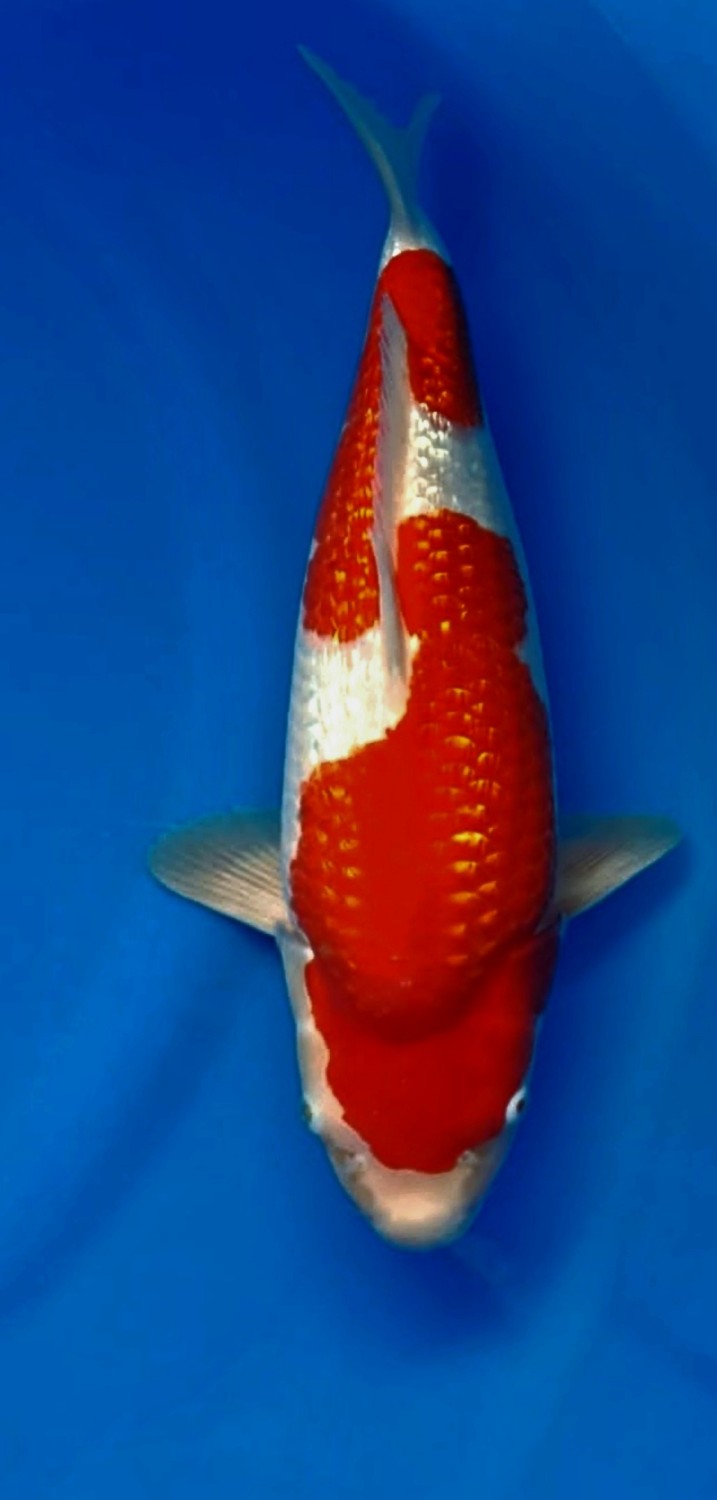 Juara 1