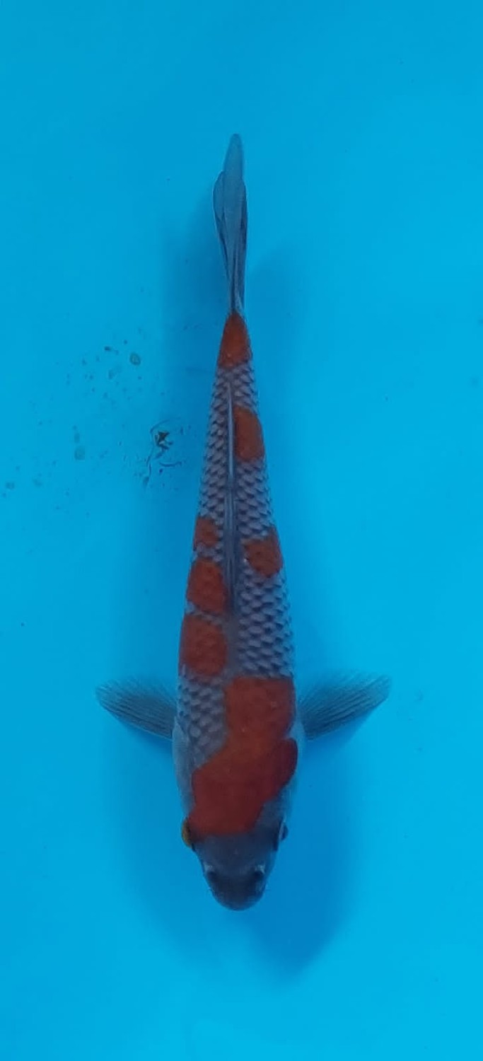 Juara 5