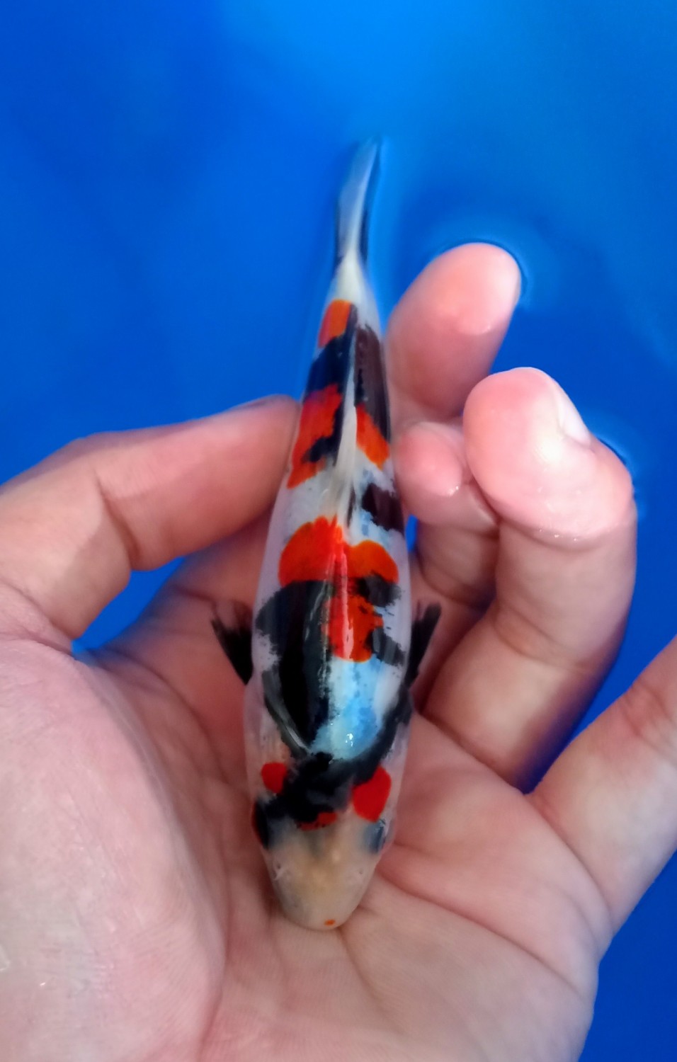 Juara 2