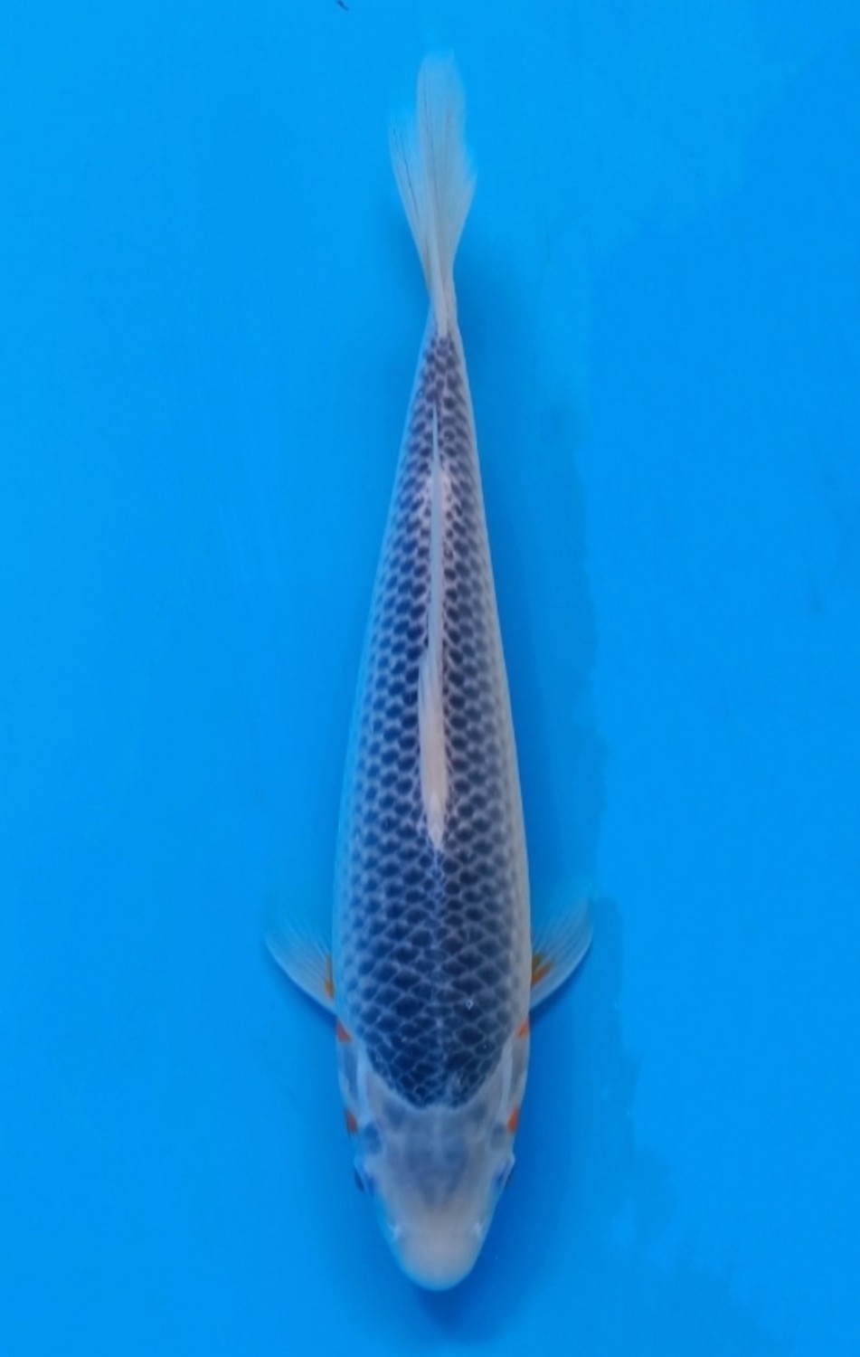 Juara 5