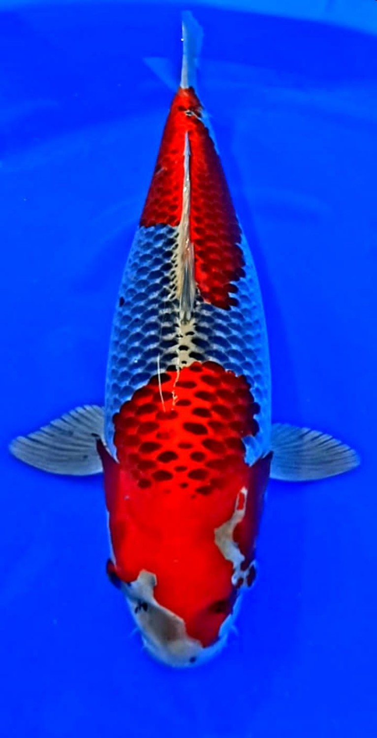 Juara 2