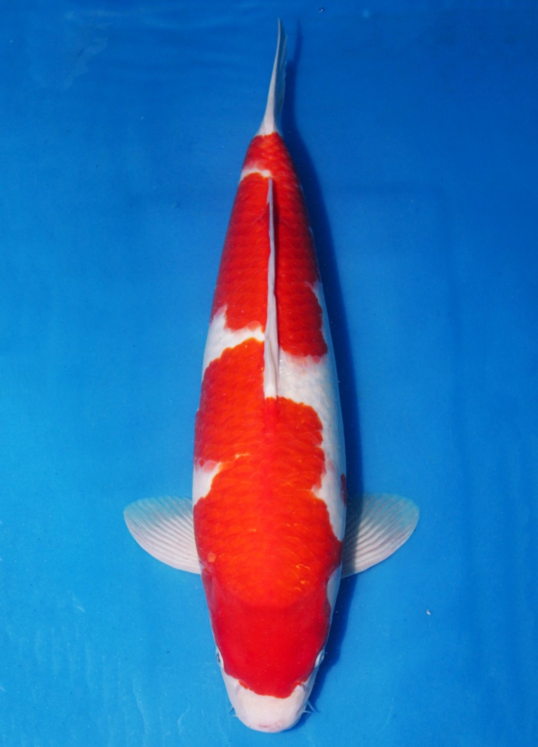 Juara 4