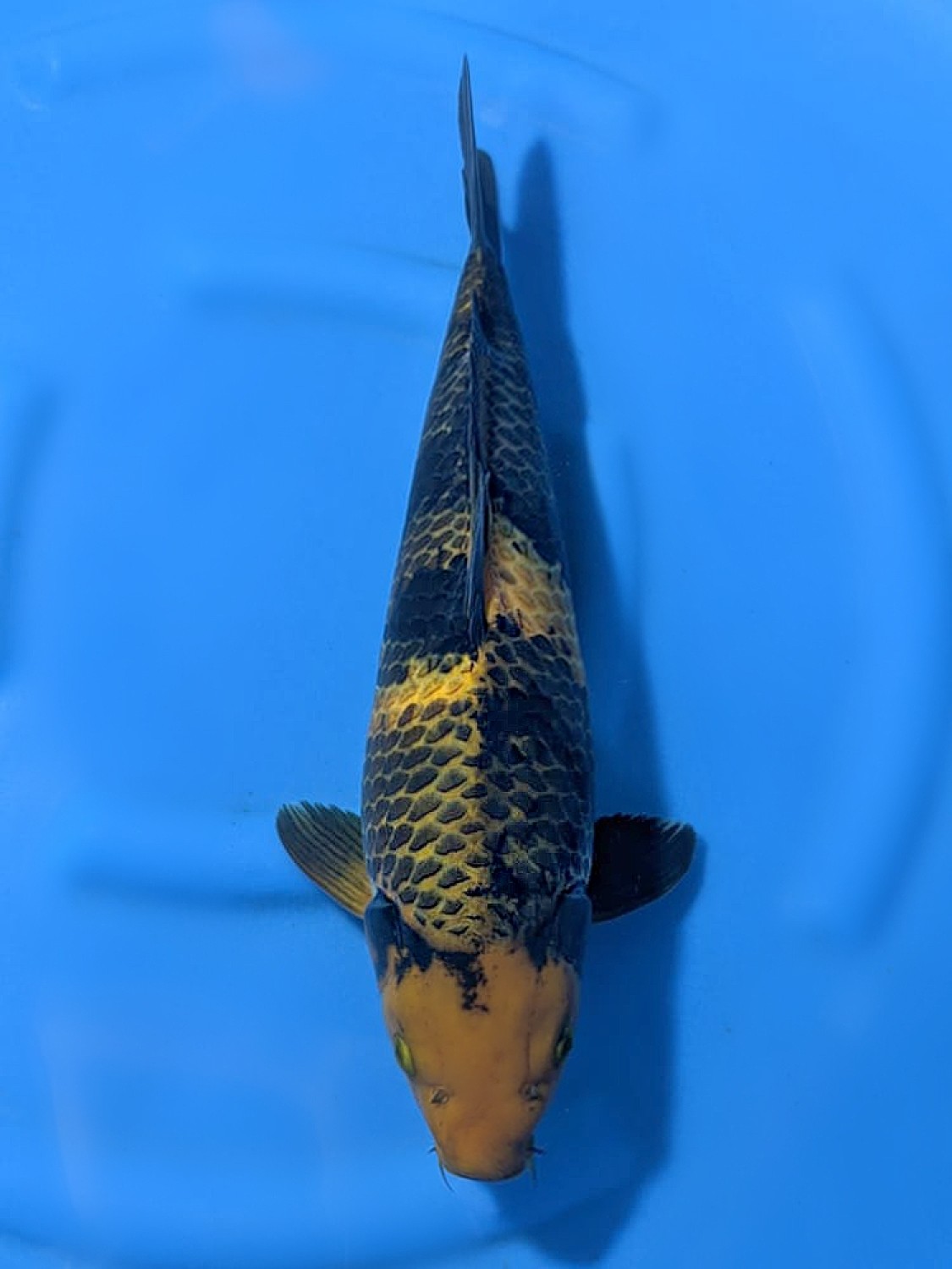 Juara 5