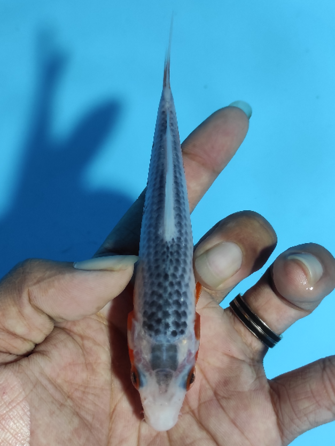 Juara 1