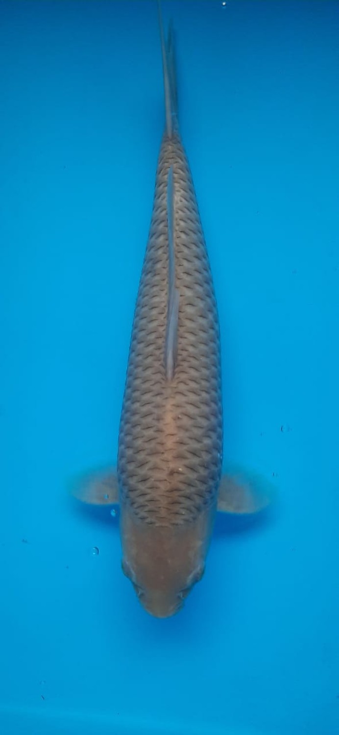 Juara 3