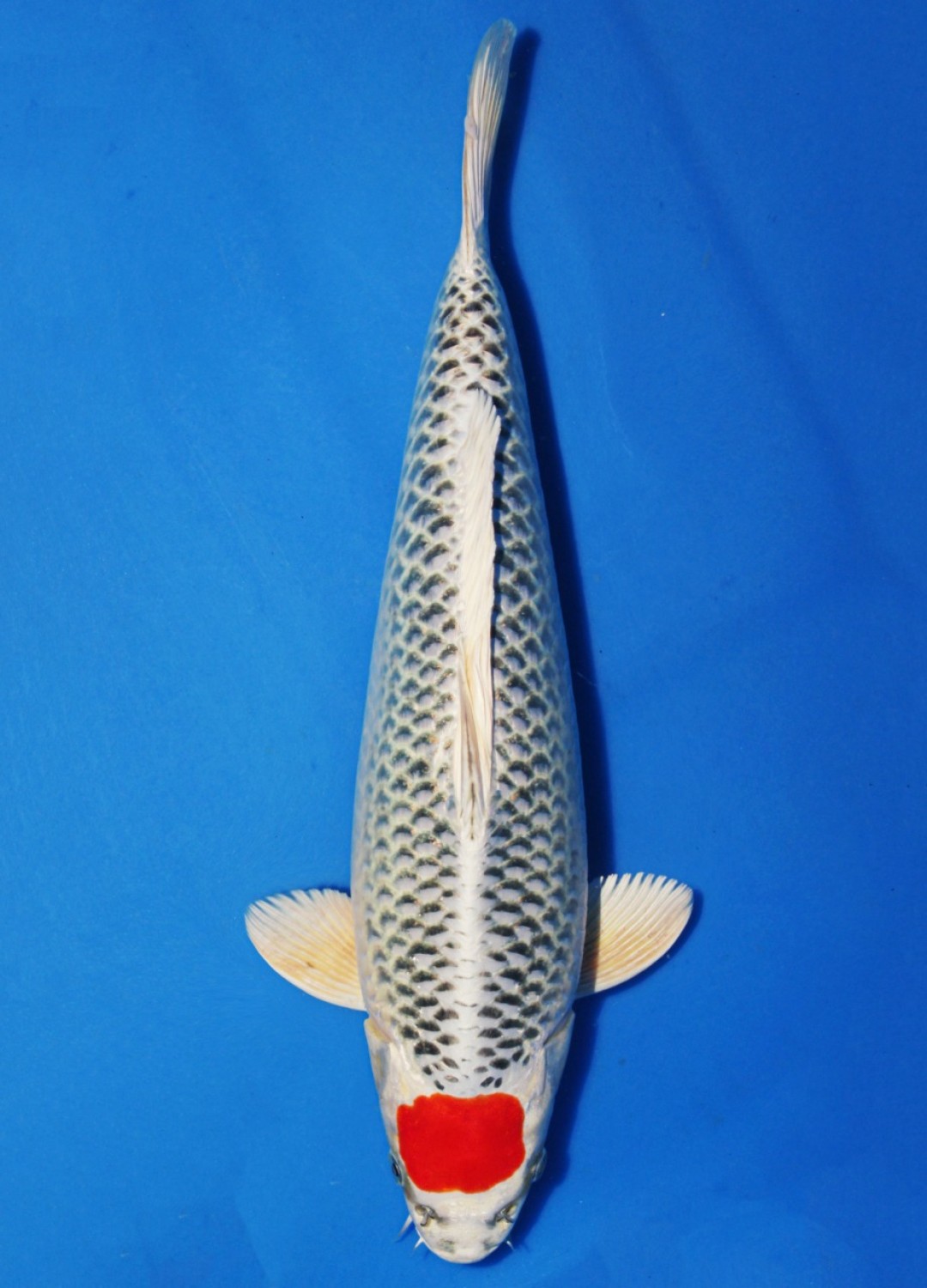 Juara 4