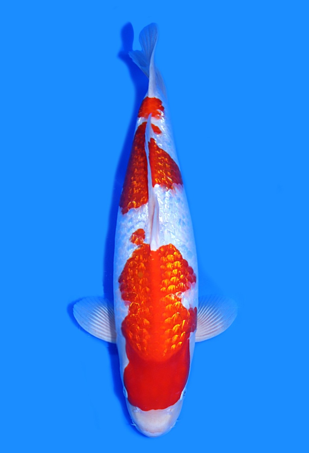 Juara 1