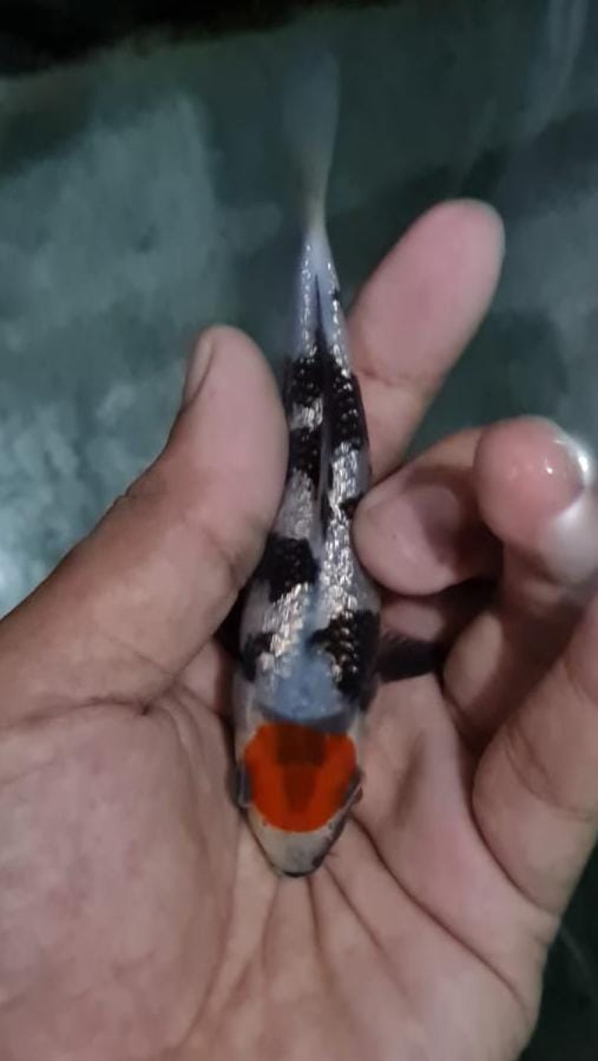 Juara 4