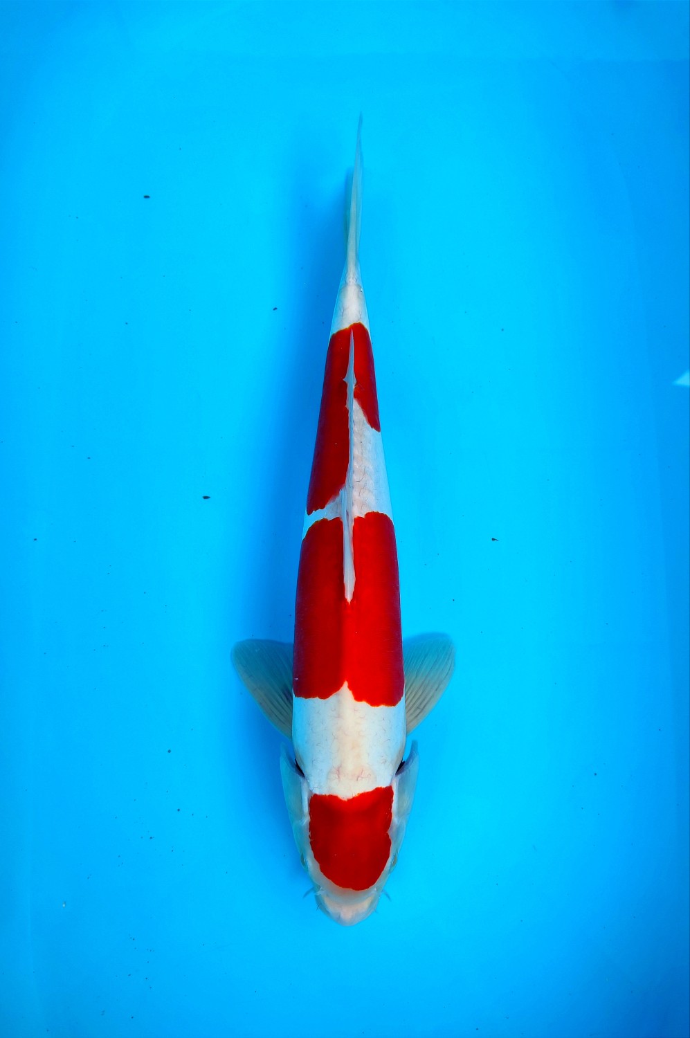Juara 1