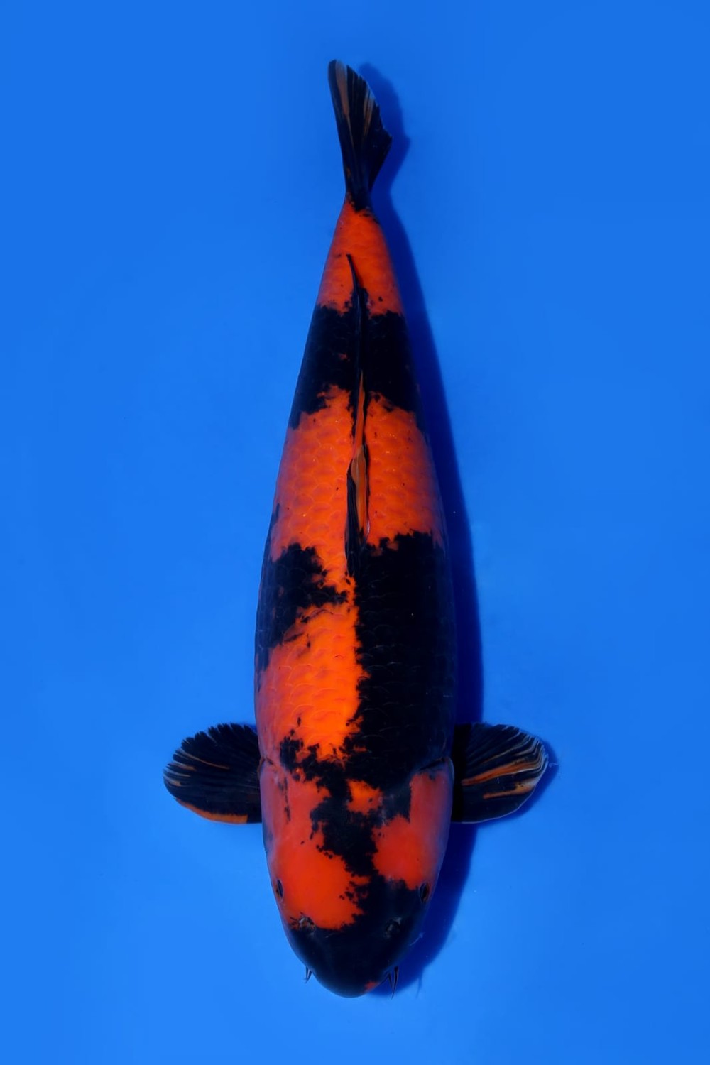 Best In Size D 66-70 cm